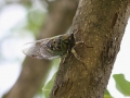 Cicada Watching