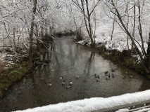 Draut-Park-Winter-ducks