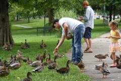 Brown-park-ducks