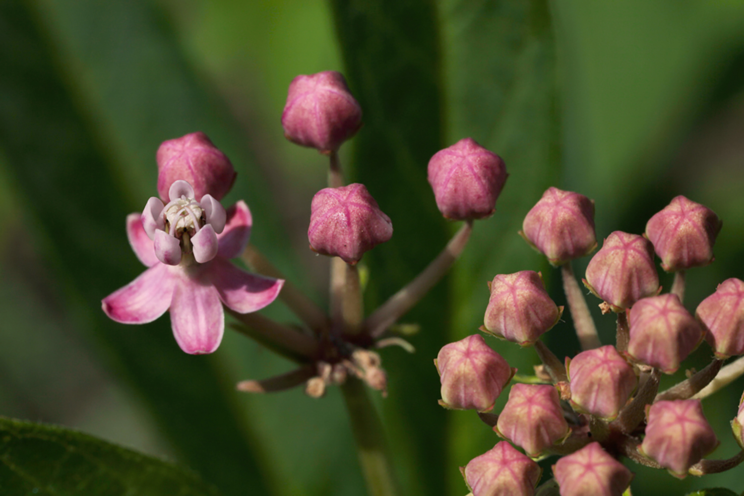 ButterFly Weed Buds Pink