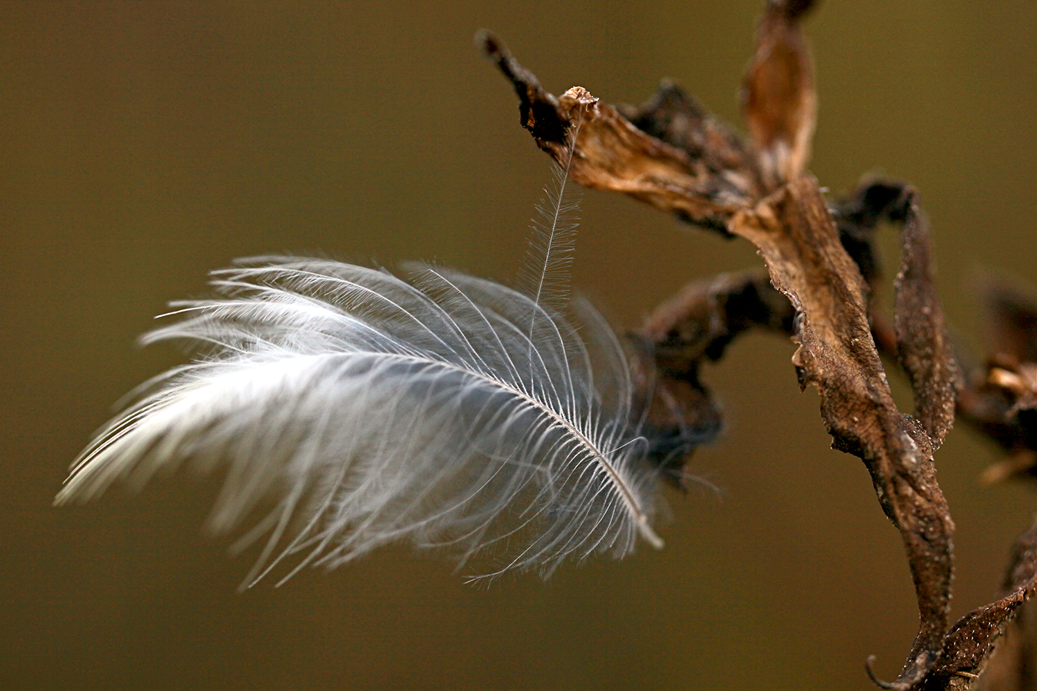 Clinging Feather