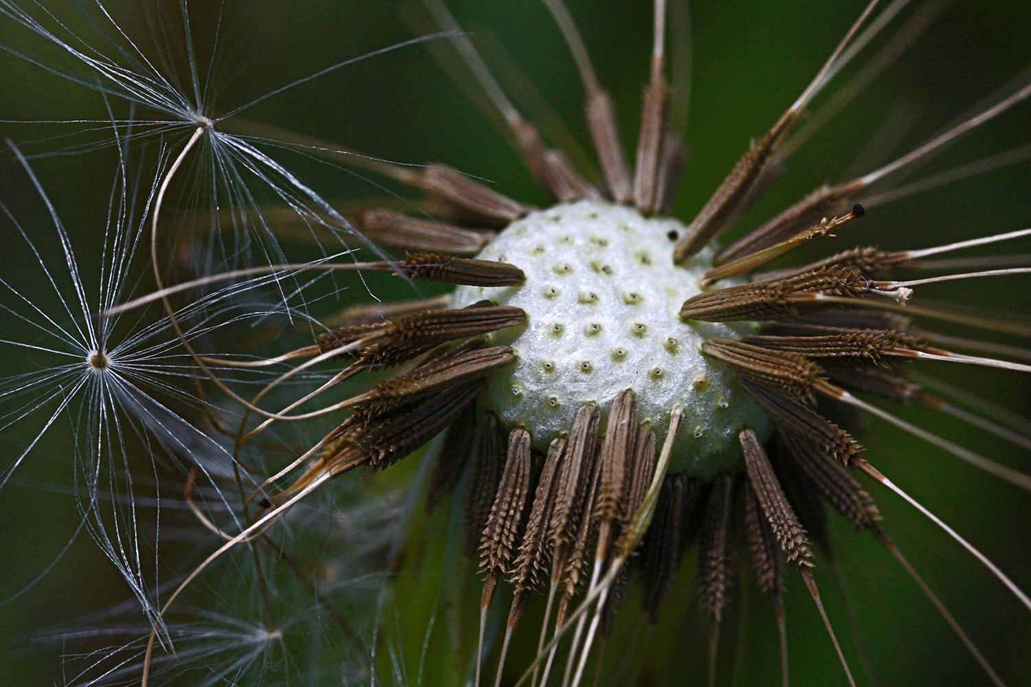 Dandelion Seeds Close