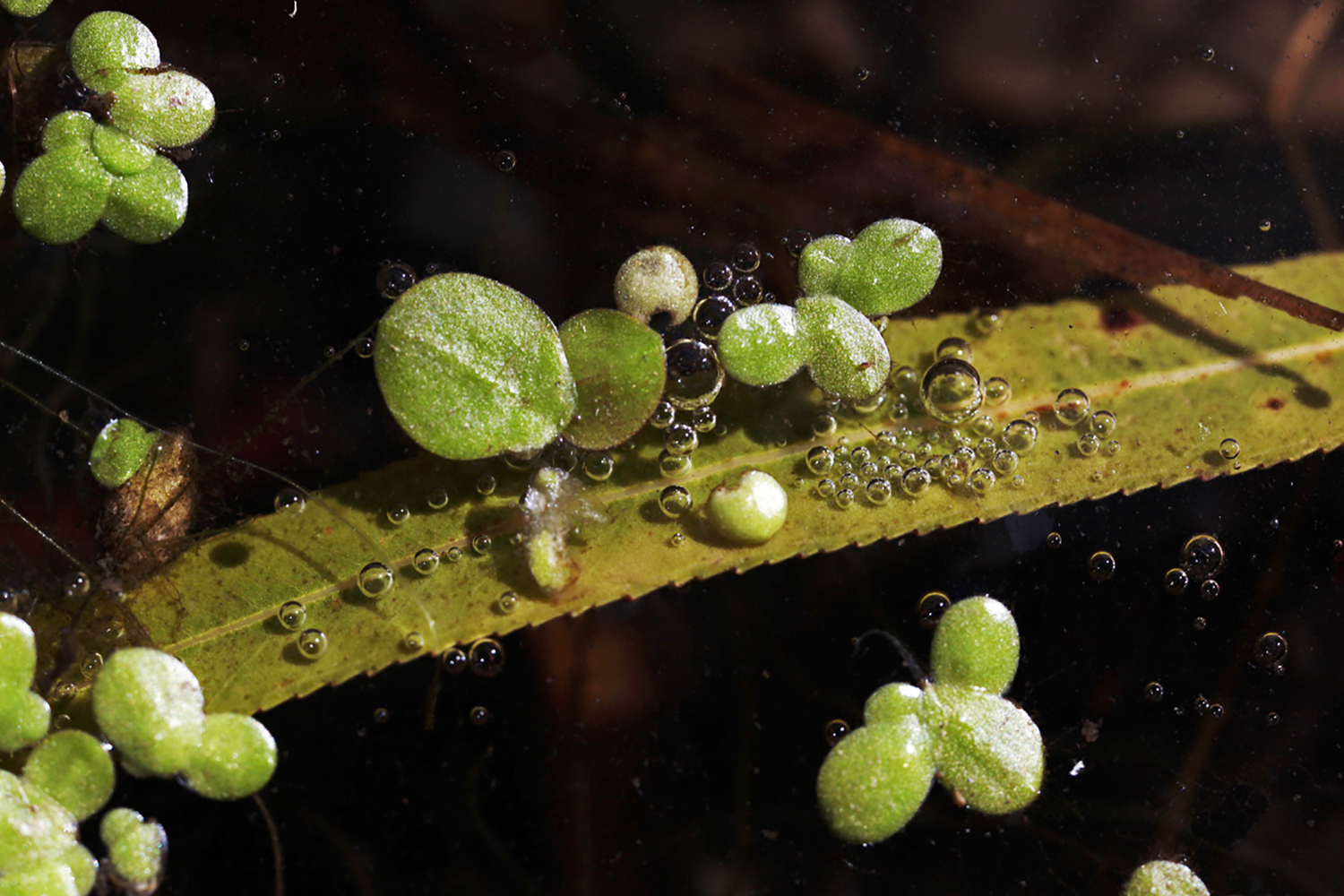 Duck Weed Bubbles Leaf