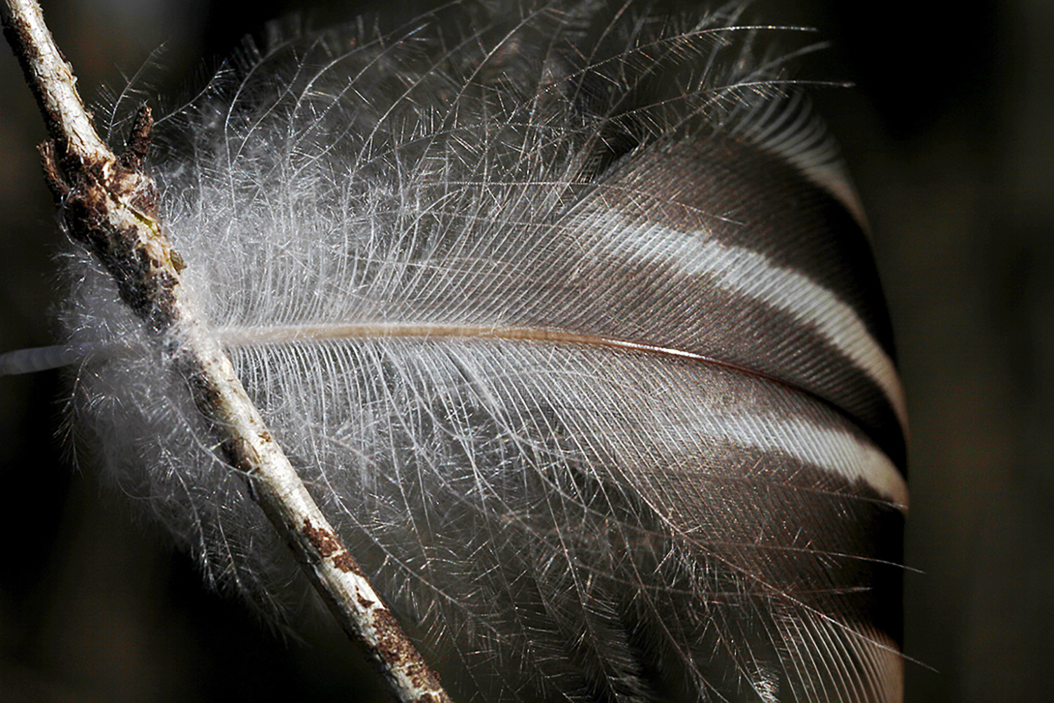 Feather Clinging Branch