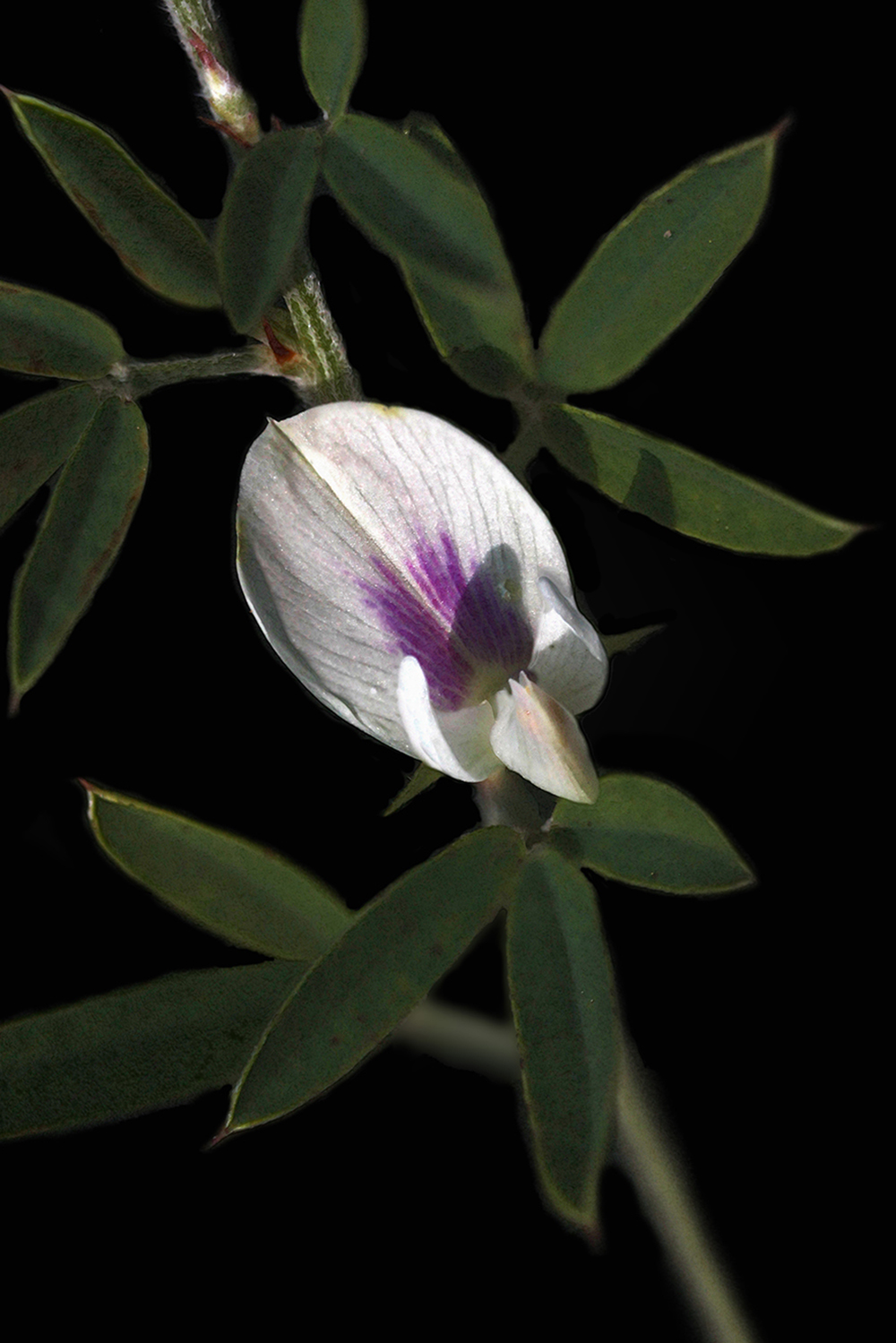 Flower August White Purple