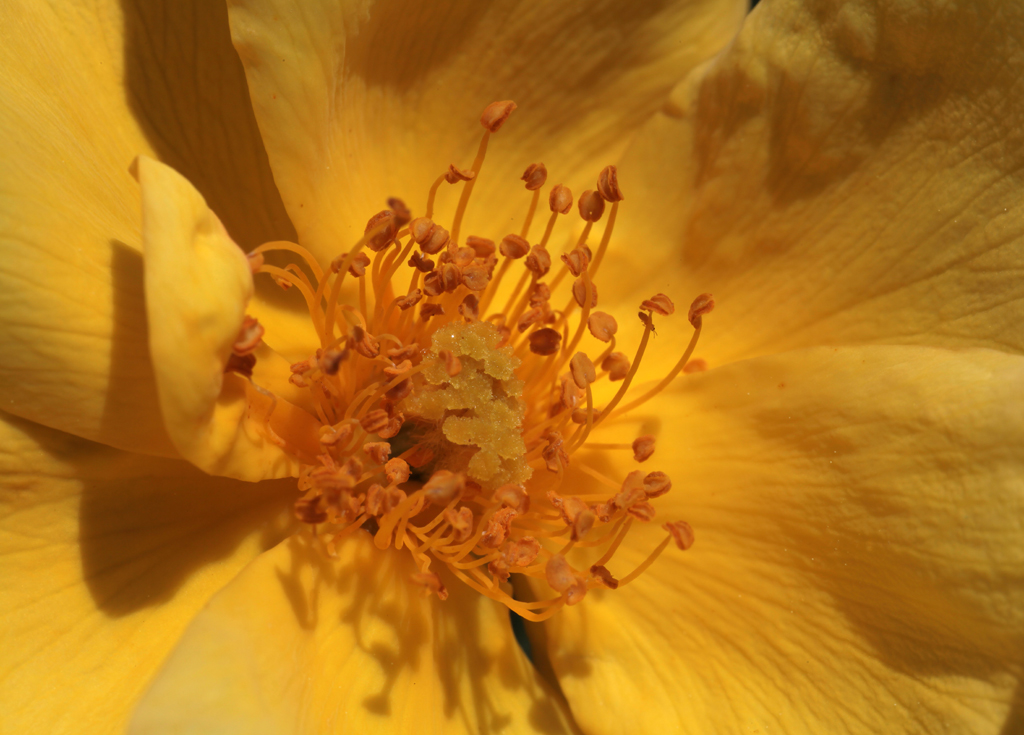 Flower Rose Yellow Bud