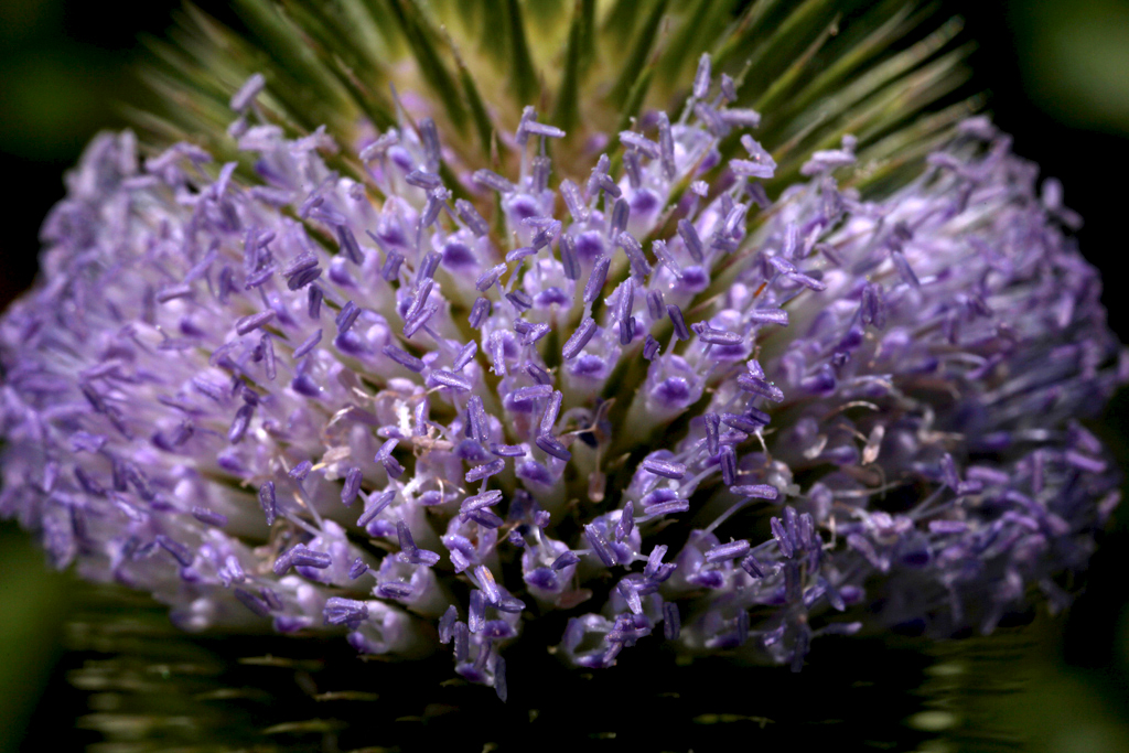 Flower Teasel Purple Ring