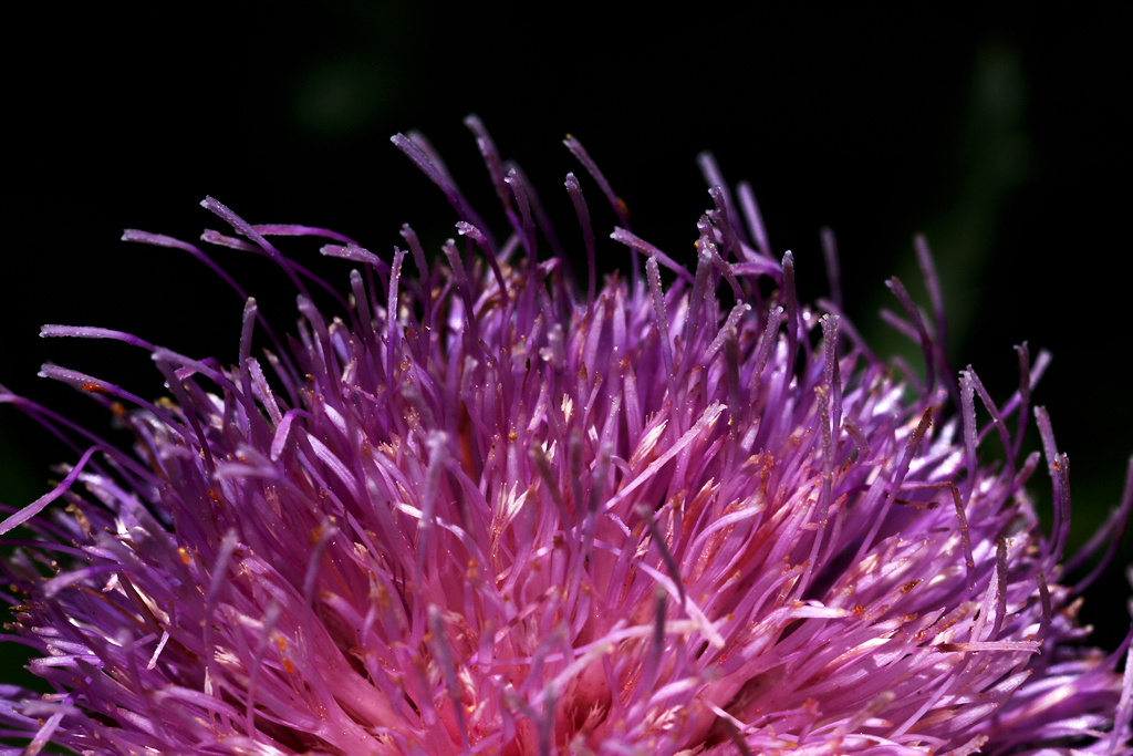 Flower Thistle Purple Side
