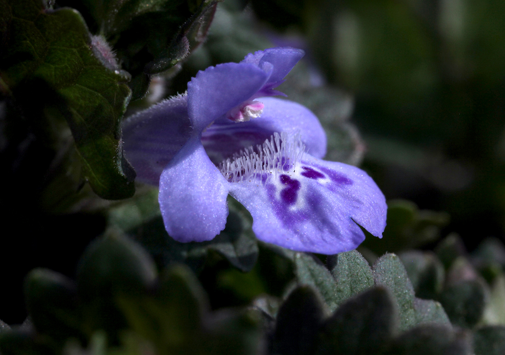 Flower Tiny Purple