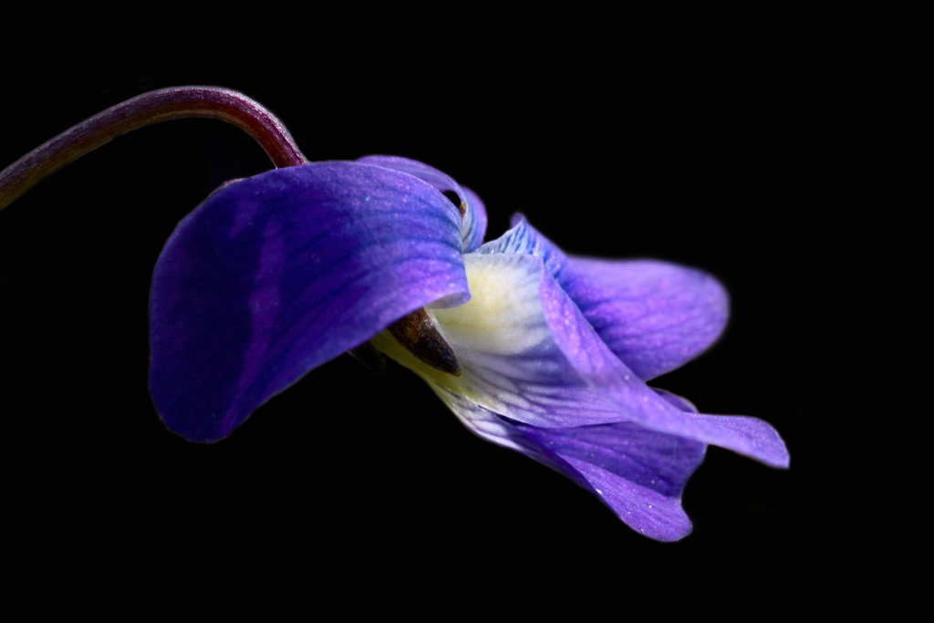 Flower Violet Portrait