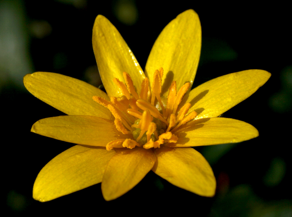 Flower Yellow Celandine