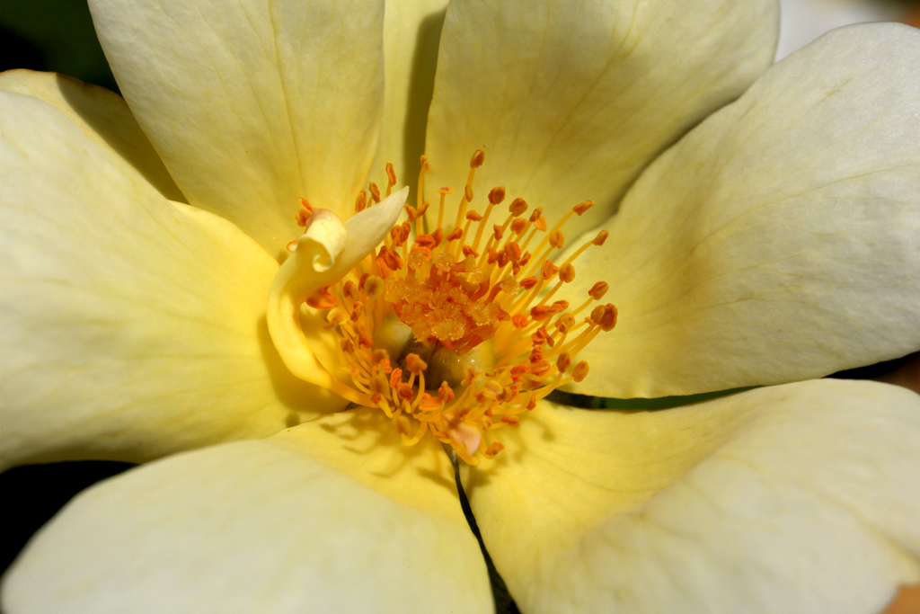 Flower Yellow Rose