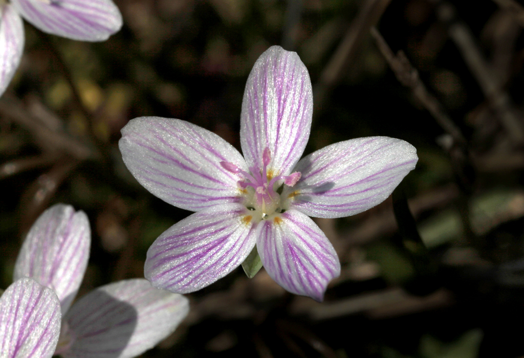 Flowers Spring Beauty 1024