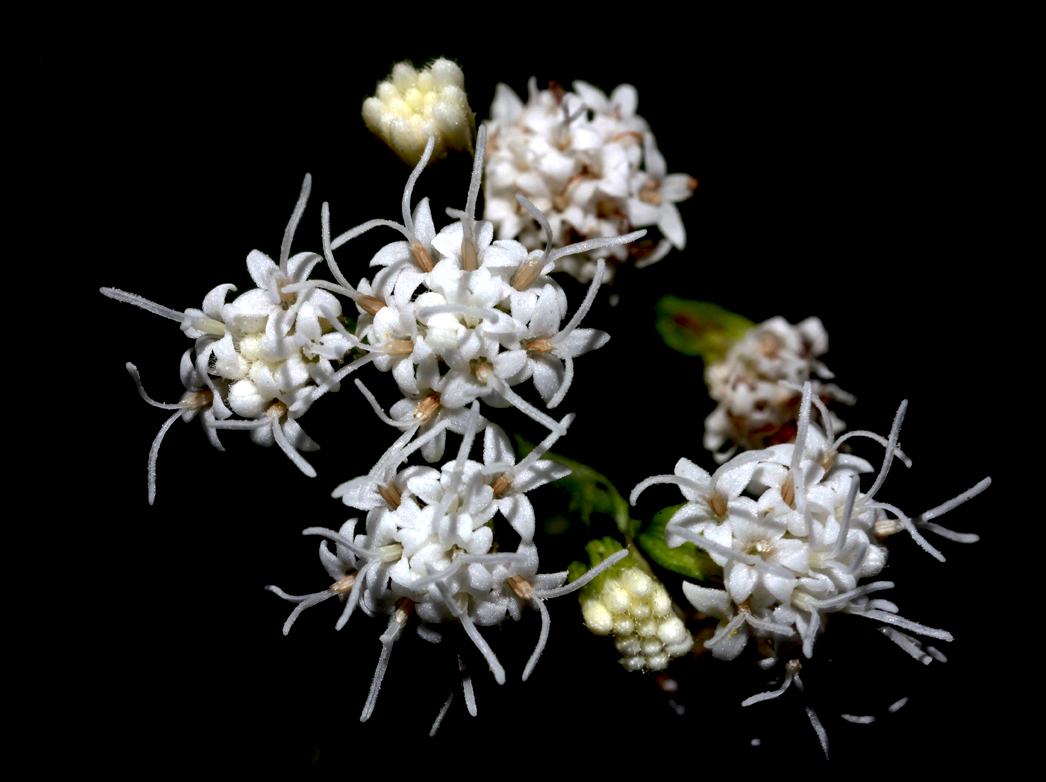 Flowers White Tiny Bundles