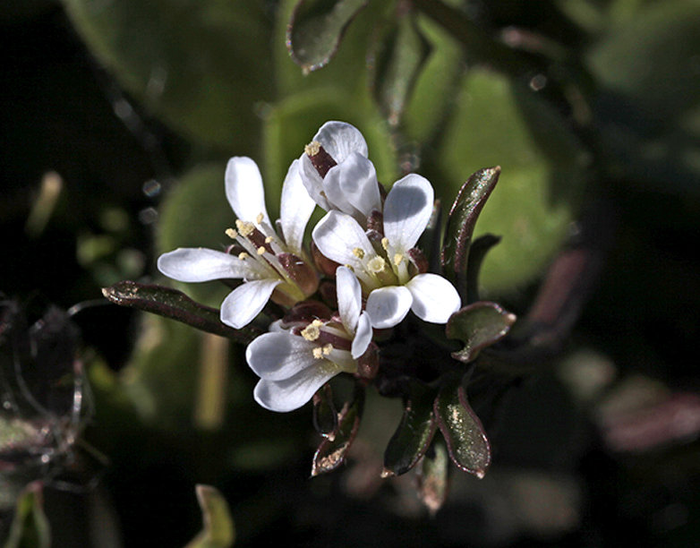 Flowers White Tiny