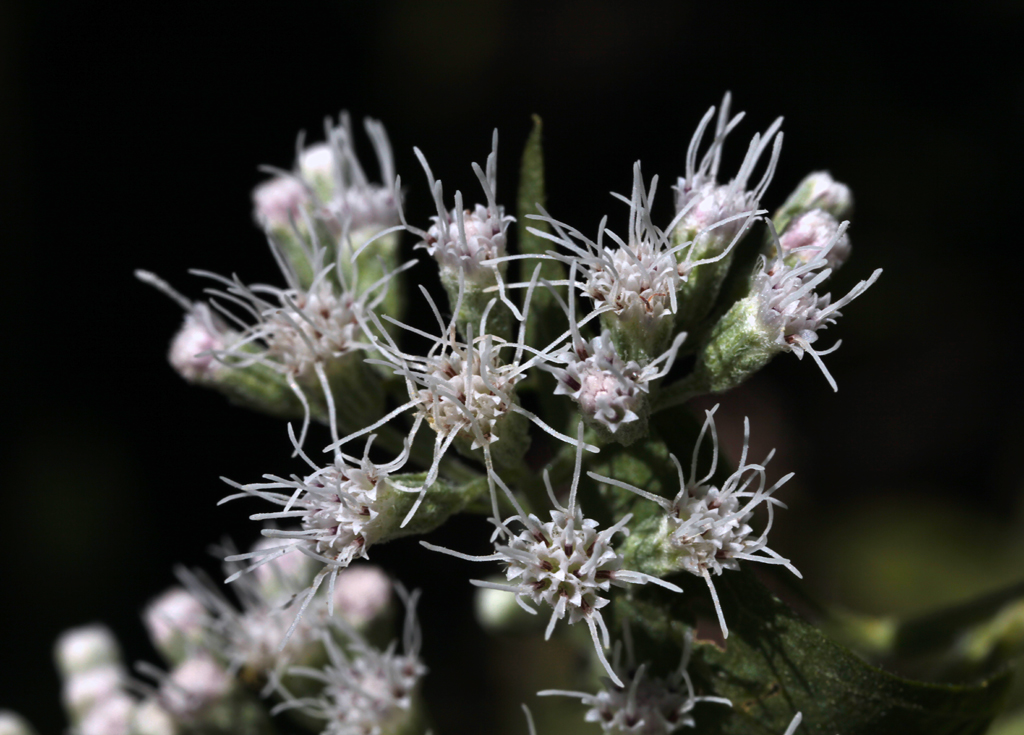 FlowersThoroughwort ASTERACEAE