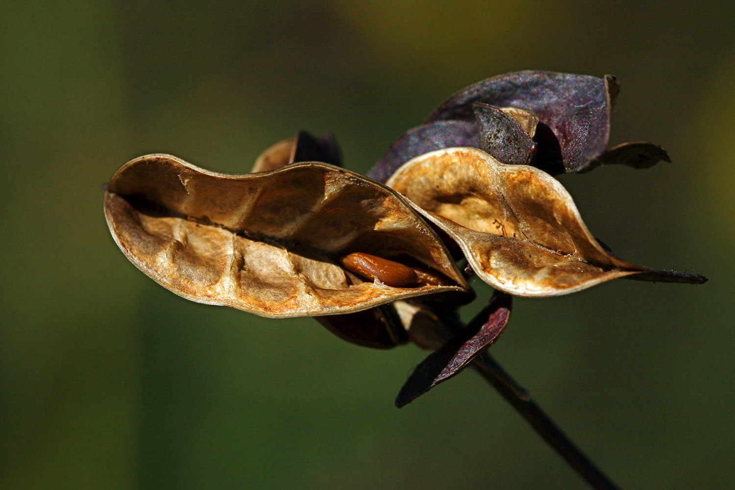 IBF Seed Pods