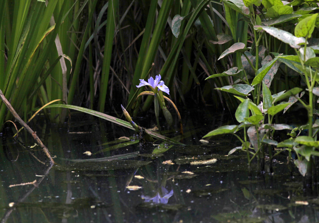 Iris Wild Marsh