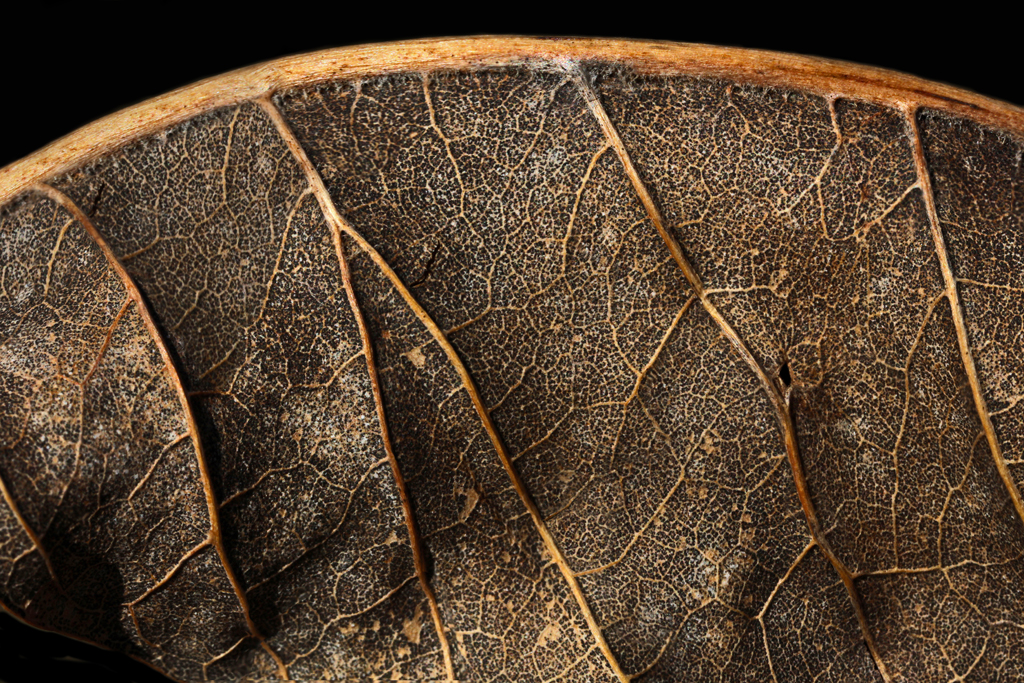 Leaf Dried Anatomy