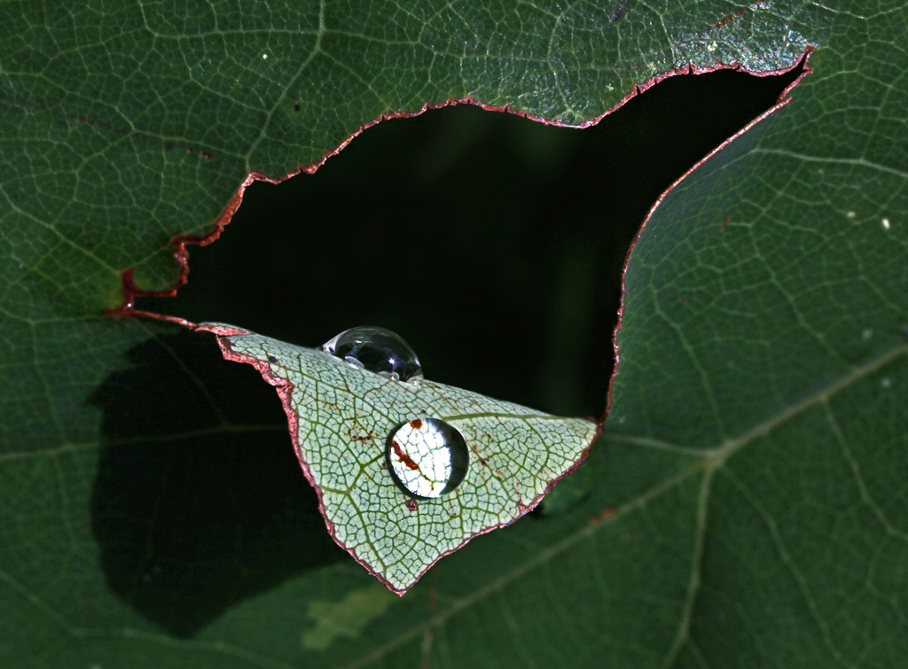 Leaf Green Hole Torn Leaf