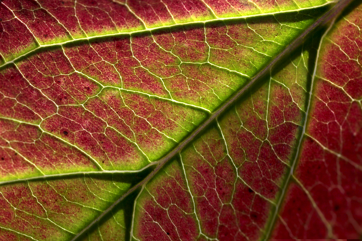 Leaf Red Green Veins