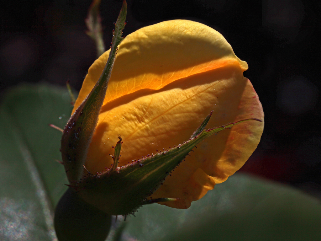 Rose Bud Yellow