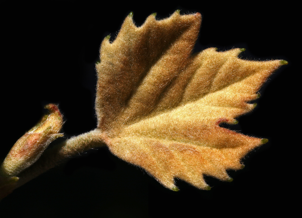 Sycamore Leaf Young