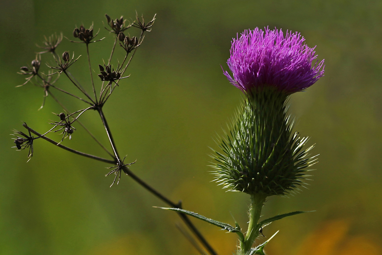 Thistle and Dried Weed