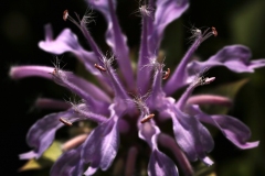 Bergamot