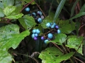 Berries Vine Multicolored