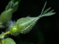 Bud Flower Green Spiked