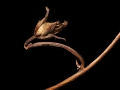 Bud Pod Dried Winter