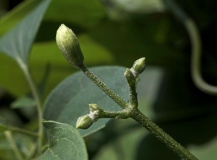 Buds Green Three Cvirginiana
