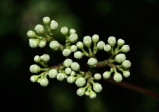 Buds Green Tiny Bundle