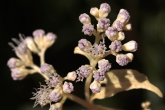 Buds Pale Lavender Cream Leaves