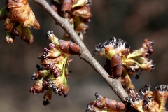 Buds Tree New Dangling Red