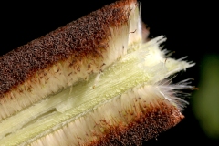 Cattail Cross Section