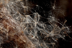 Cattail Seed Fluff