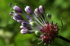 Chive Wild Lavender Flowers 1