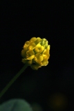 Clover Black