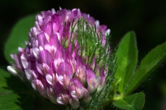 Clover Red New