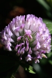 Clover Red Portrait