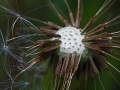 Dandelion Seeds Close