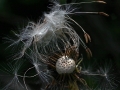 Dandelion Windy April