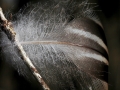 Feather Clinging Branch