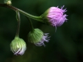 Fleabane Tree Buds sm