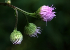 Fleabane Tree Buds