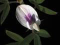 Flower August White Purple
