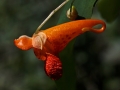 Flower Orange Jewel Weed