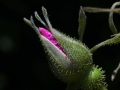 Flower Pink Bud Folded